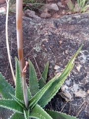 Aloe pseudoparvula image