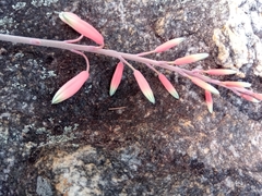 Aloe pseudoparvula image