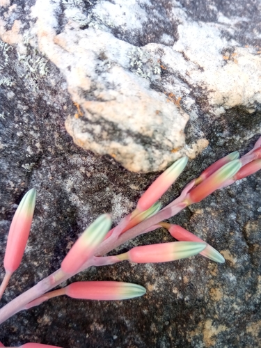 Aloe pseudoparvula image