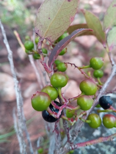 Vaccinium madagascariense image