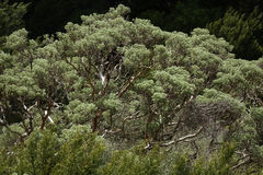 Brachyglottis cassinioides