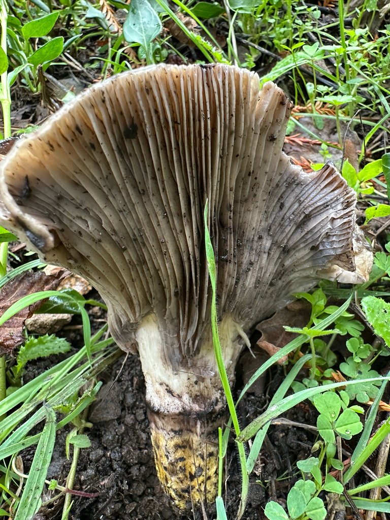 Gomphidius oregonensis · November 2025 · photo: © joemammaba (iNaturalist, cc-by-nc)