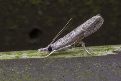 Culladia hastiferalis