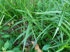Scirpus polyphyllus