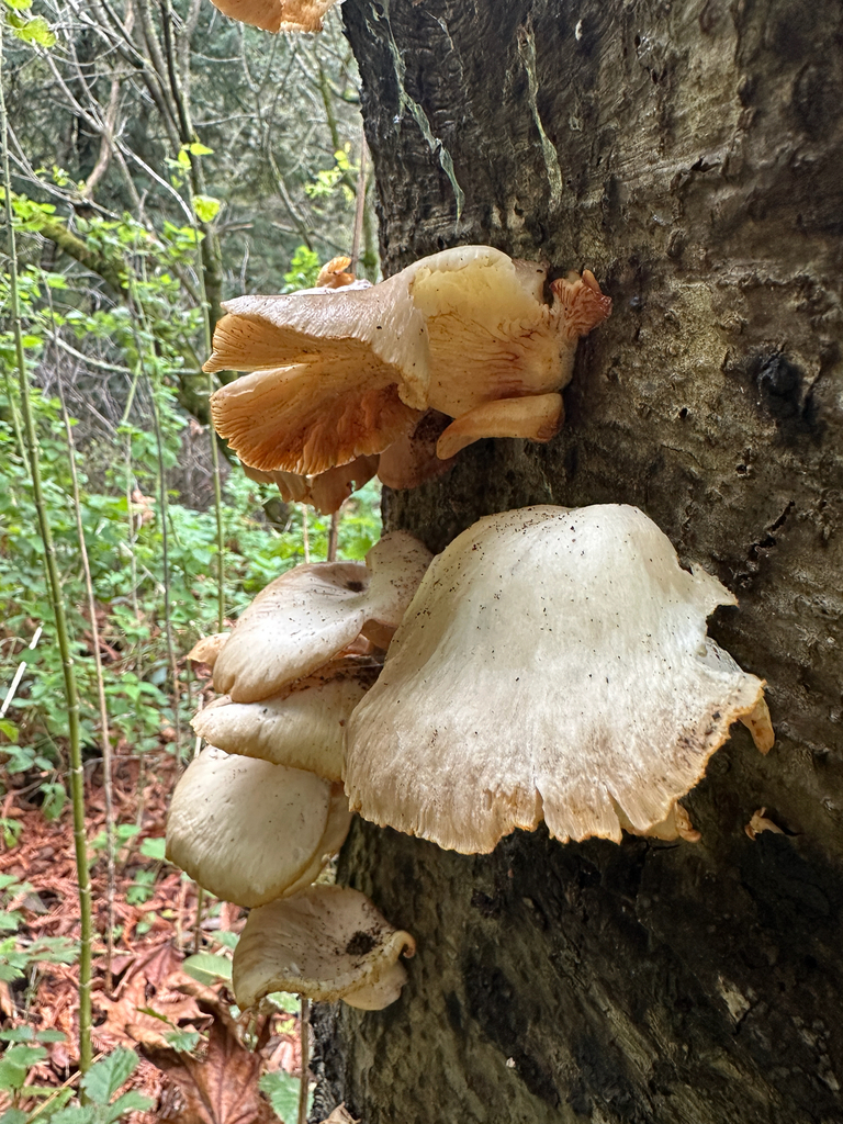 Pleurotus pulmonarius · November 2025 · photo: © joemammaba (iNaturalist, cc-by-nc)