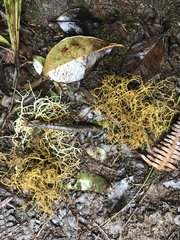 Teloschistes flavicans