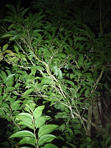 Malabar Vine Snake, Ahaetulla malabarica