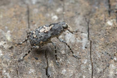 Sphinctotropis paviei