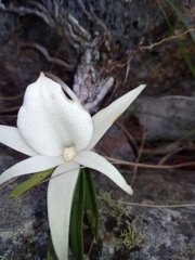 Angraecum rutenbergianum image