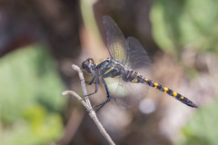 Onychothemis testacea