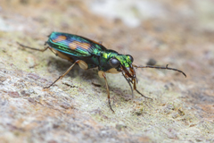 Pericalus