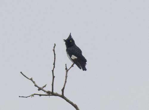 Black-and-white Shrike-flycatcher (Bias musicus), photo 5