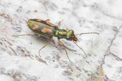 Pericalus