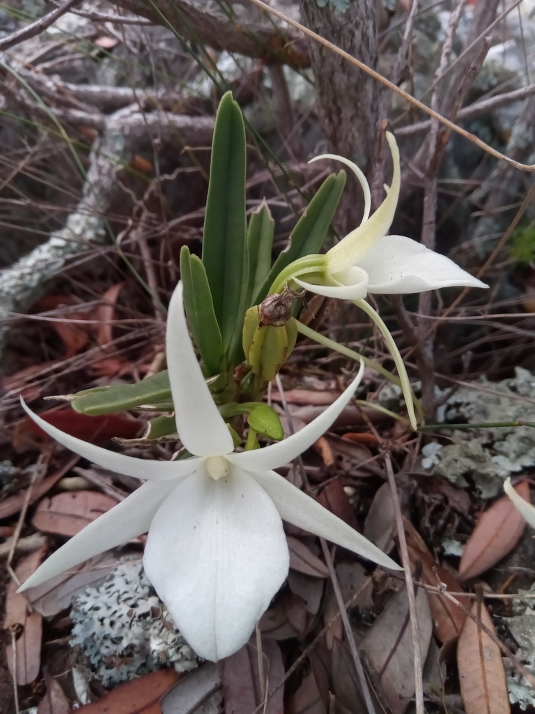 Angraecum didieri