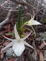 Angraecum rutenbergianum image