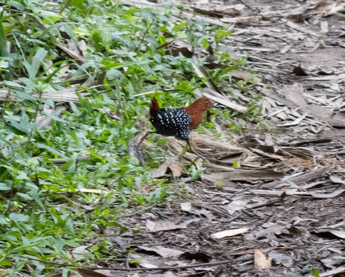 White-spotted Flufftail (Sarothrura pulchra), photo 8