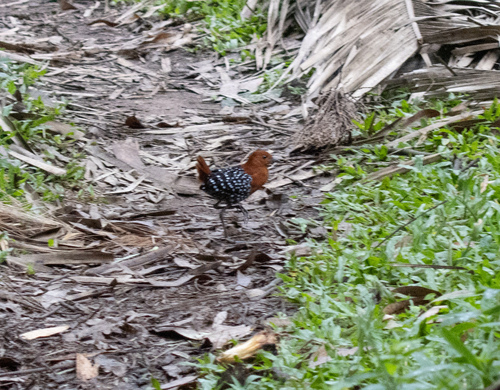 White-spotted Flufftail (Sarothrura pulchra), photo 7