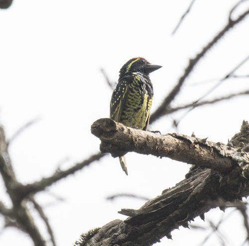 Yellow-spotted Barbet (Buccanodon duchaillui), photo 10