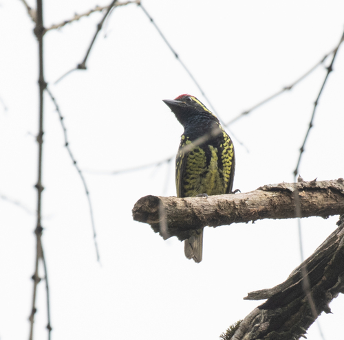 Yellow-spotted Barbet (Buccanodon duchaillui), photo 8