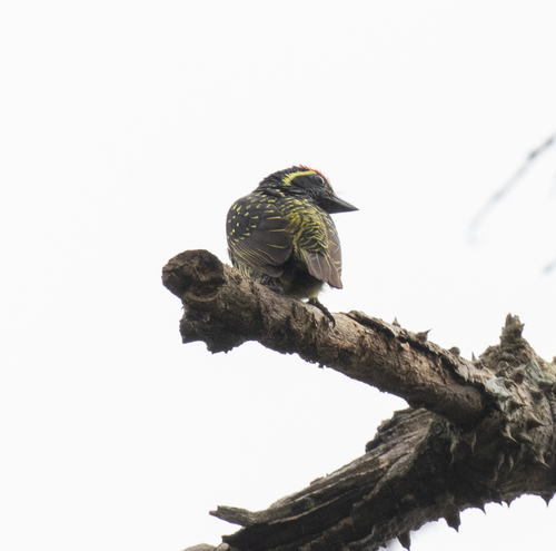 Yellow-spotted Barbet (Buccanodon duchaillui), photo 9