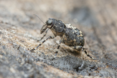 Sphinctotropis paviei