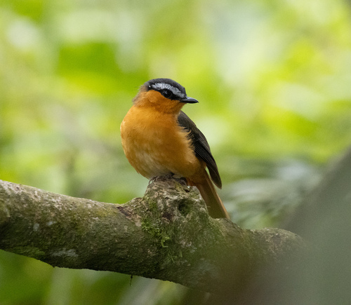 Grey-winged Robin-Chat (Sheppardia polioptera), photo 5