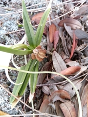 Angraecum rutenbergianum image