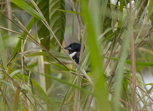 iNaturalist image