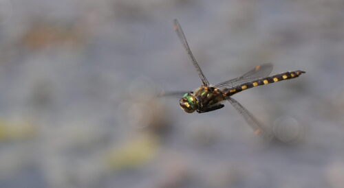 Gray's Dragonfly photo 4