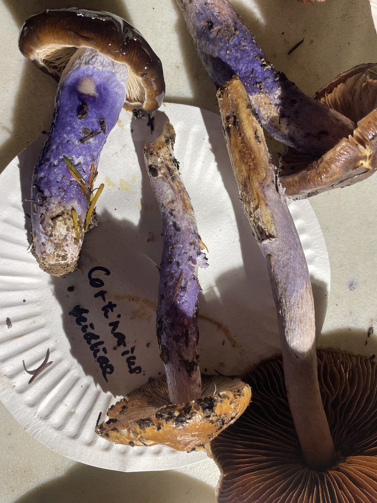Cortinarius seidliae · November 2025 · photo: © chilipossum (iNaturalist, cc-by)
