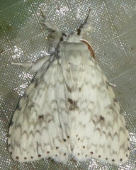 Lymantria hollowayi