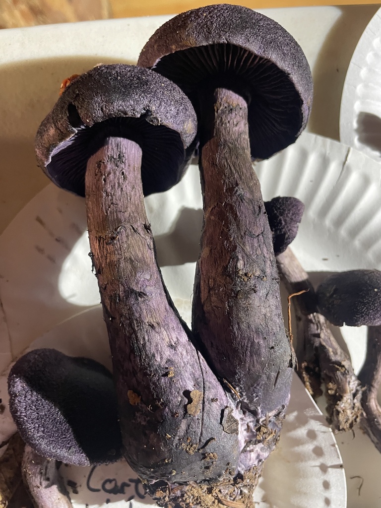 Cortinarius violaceus · November 2025 · photo: © chilipossum (iNaturalist, cc-by)