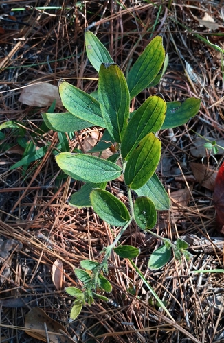 Virginia marbleseed (Lithospermum virginianum)