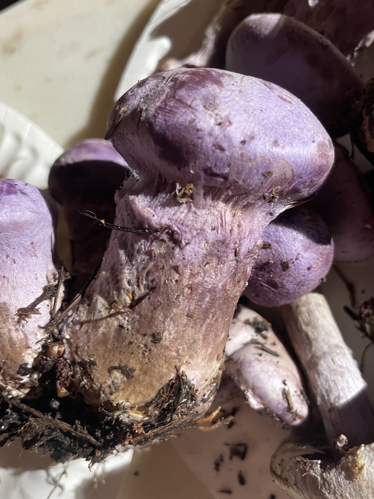 Cortinarius traganus · November 2025 · photo: © chilipossum (iNaturalist, cc-by)