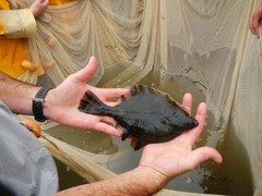 Platichthys stellatus