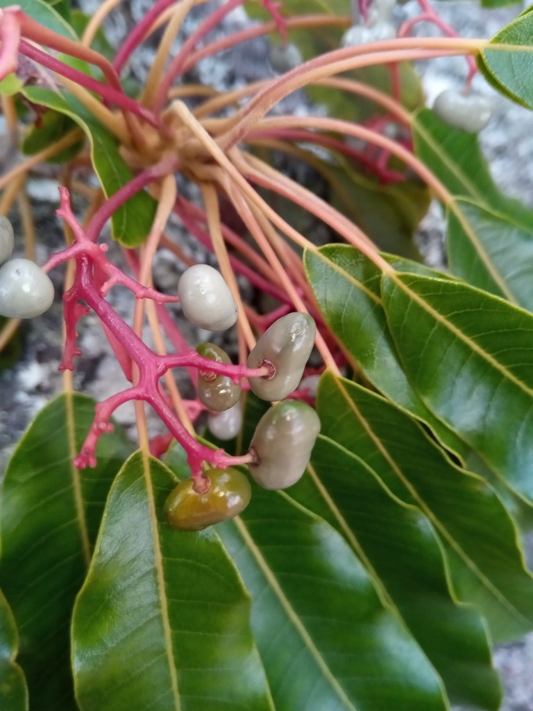 Malagasy baronia