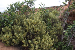Searsia magalismontana magalismontana