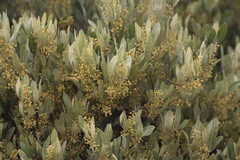 Searsia magalismontana magalismontana