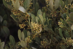 Searsia magalismontana magalismontana