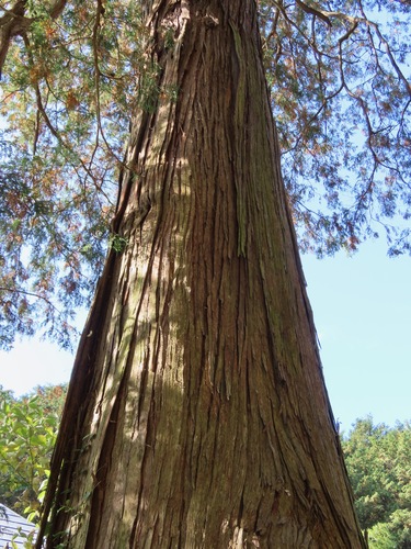 Chamaecyparis pisifera, photograph 6