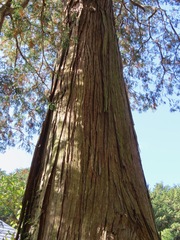 Chamaecyparis pisifera, photograph (c) Marco Mussita, some rights reserved (CC BY)