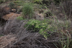 Cyphostemma lanigerum