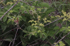 Cyphostemma lanigerum