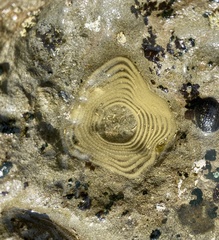 Siphonaria gigas