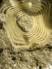 Siphonaria gigas