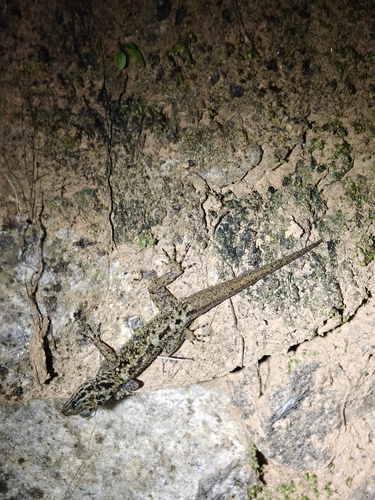 Chengodumala Rock Gecko, Cnemaspis chengodumalaensis