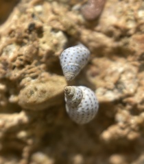 Echinolittorina