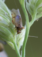 Pinalitus rubricatus