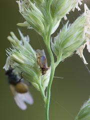 Pinalitus rubricatus