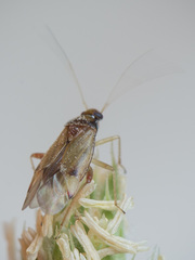 Pinalitus rubricatus